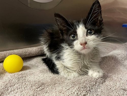 TODD - Domestic Short Hair available for adoption