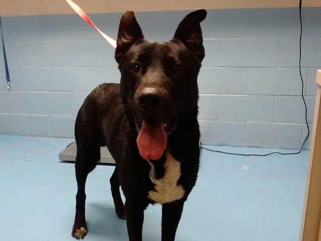 KURT - German Shepherd Dog available for adoption