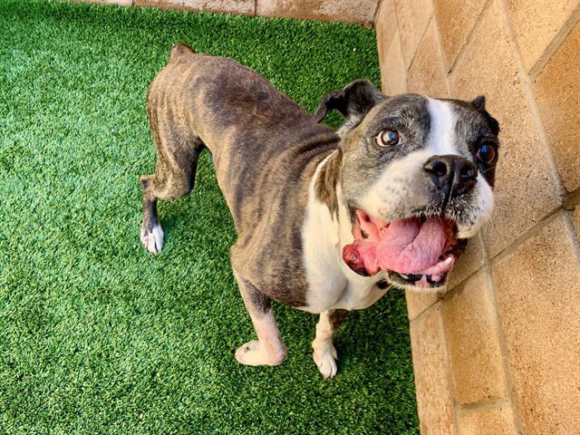 A548630 - Boxer available for adoption