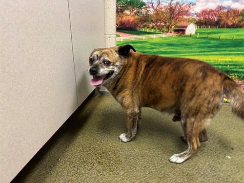 JONAH - Chihuahua / Pug available for adoption