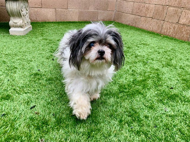 A548113 - Shih Tzu available for adoption