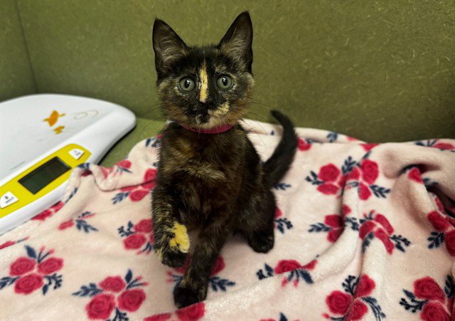 TORTIE Image