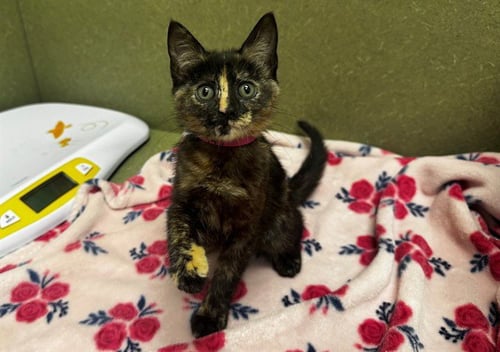 TORTIE - Domestic Short Hair available for adoption