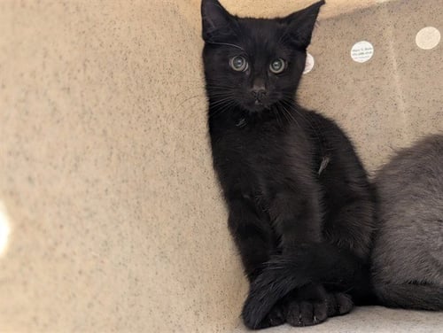 A552678 - Domestic Short Hair available for adoption