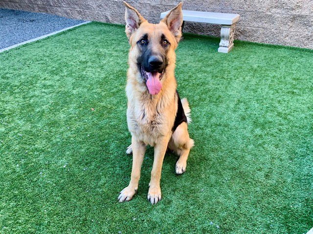 SATURN - German Shepherd Dog available for adoption