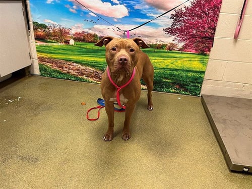PRINCE - Staffordshire Bull Terrier available for adoption