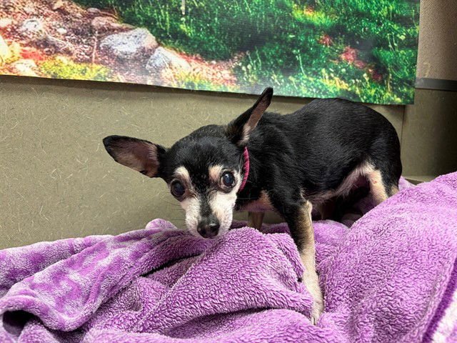 CHICA - Chihuahua available for adoption