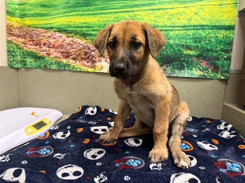 A554036 - German Shepherd Dog available for adoption