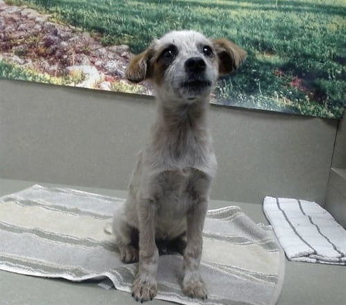 WALKER - Australian Cattle Dog/Blue Heeler available for adoption