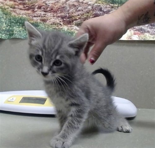 A554272 - Domestic Medium Hair available for adoption
