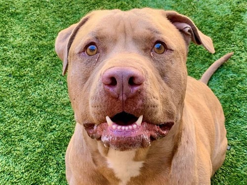 JONAH - Pit Bull Terrier available for adoption