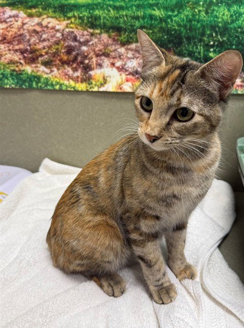 A551535 - Domestic Short Hair available for adoption