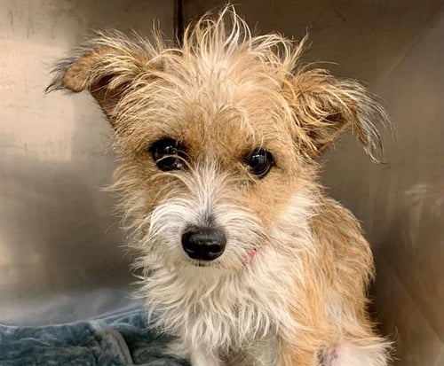 TULI - Terrier available for adoption