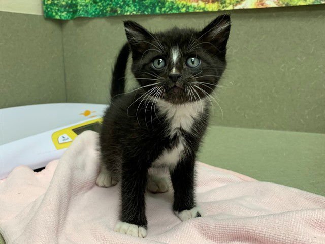 A549543 - Domestic Short Hair available for adoption