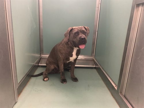 A552463 - Cane Corso Mastiff available for adoption