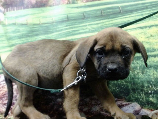 WILLS - Mastiff available for adoption