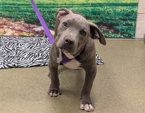 A552197 - Pit Bull Terrier available for adoption