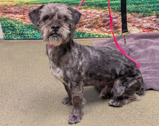 DENVER - Terrier available for adoption