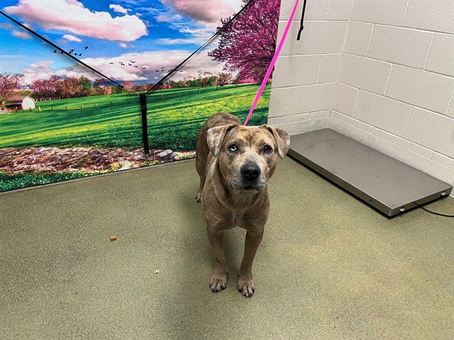 RUTHIE - Pit Bull Terrier available for adoption