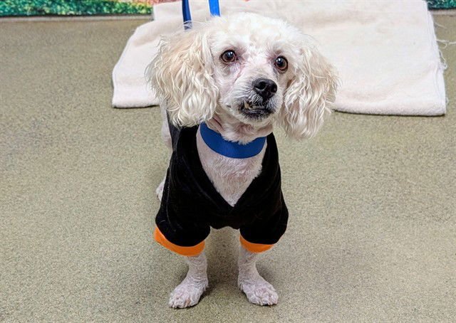 CARTER - Poodle (Toy) available for adoption