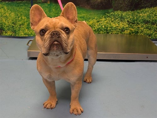 ACE - French Bulldog available for adoption