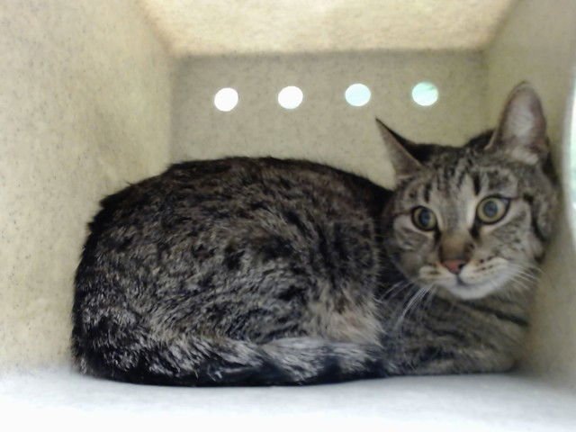 ERIN - Domestic Short Hair available for adoption