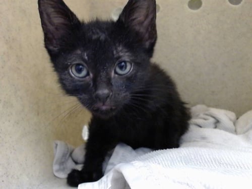 A549852 - Domestic Short Hair available for adoption