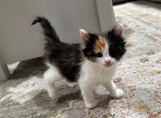 CINNAMON Image