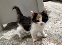 CINNAMON - Photo 1