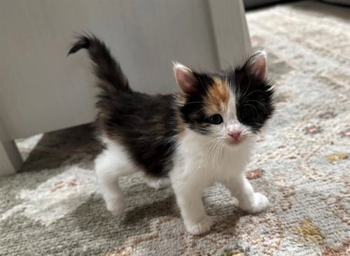 CINNAMON - Domestic Medium Hair available for adoption