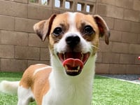 ROSCOE - Photo 1
