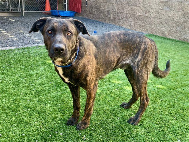 SHAWN - Dutch Shepherd available for adoption