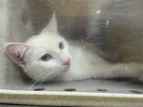 A549885 - Domestic Short Hair available for adoption