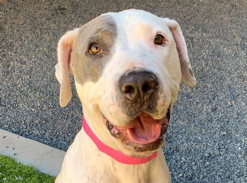 LOLLY - Pit Bull Terrier available for adoption