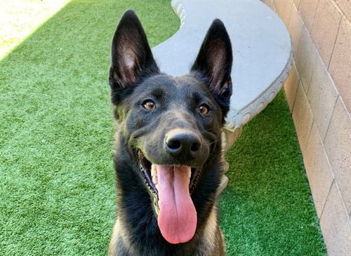 TROY - Belgian Shepherd Malinois available for adoption