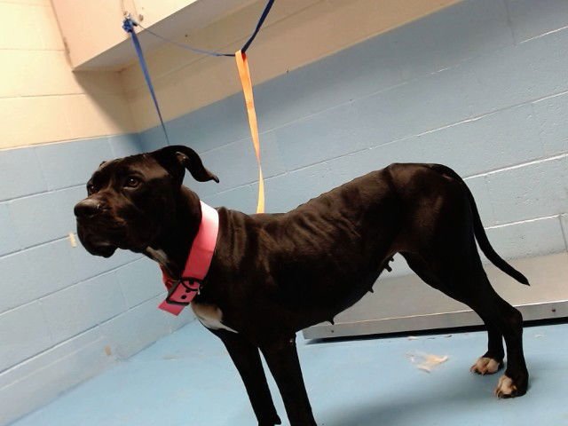 MARITZA - Pit Bull Terrier available for adoption