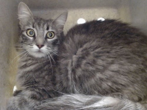 A551052 - Domestic Medium Hair available for adoption