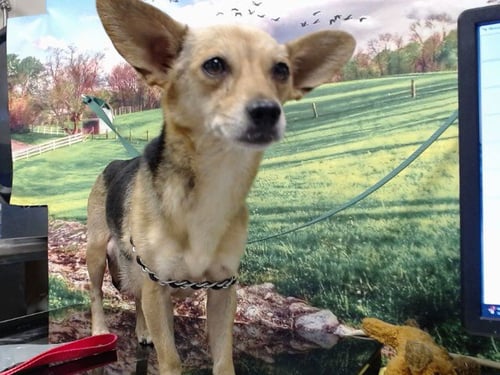 ABIGAIL - Chihuahua available for adoption