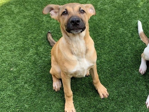 TAVERN - Anatolian Shepherd available for adoption