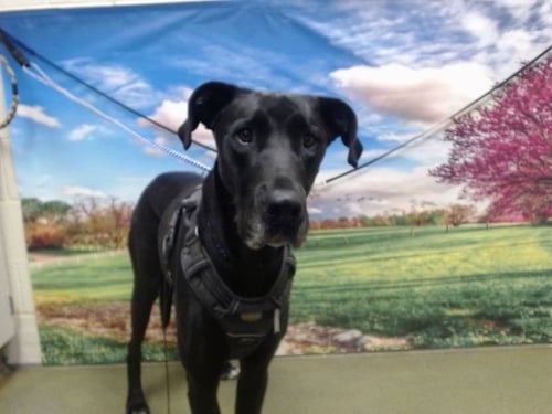 HAMILTON - Great Dane available for adoption