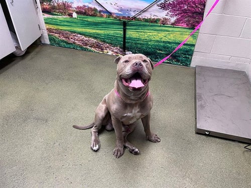 CANELO - American Pit Bull Terrier available for adoption