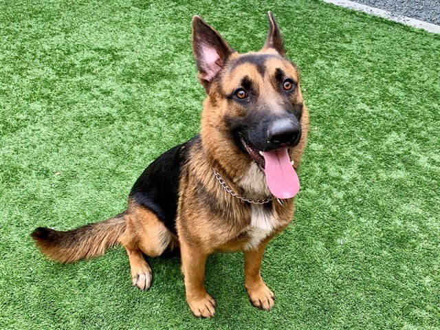 KONGA - German Shepherd Dog available for adoption