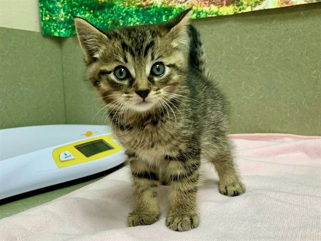 A549542 - Domestic Short Hair available for adoption