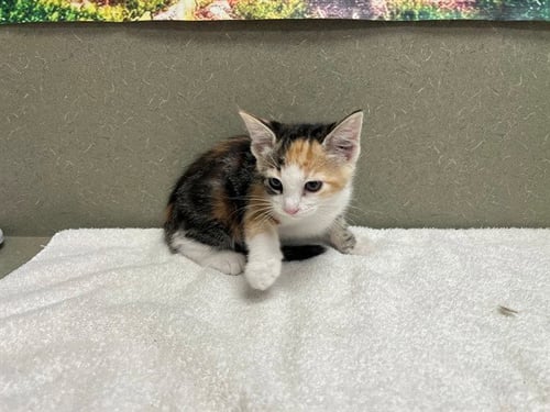 A551540 - Domestic Short Hair available for adoption