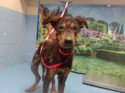 ARLO - Doberman Pinscher available for adoption