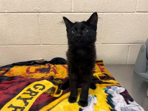 A554143 - Domestic Medium Hair available for adoption