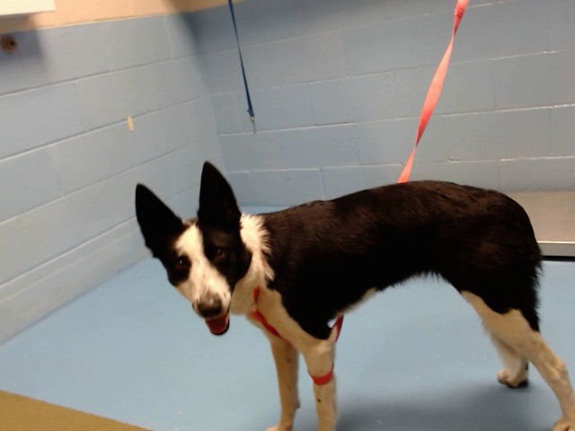 DORY - Border Collie available for adoption