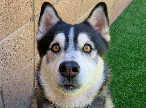 DÂARTAGNAN - Siberian Husky available for adoption