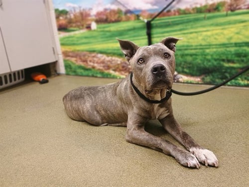 ATHENA - American Pit Bull Terrier available for adoption