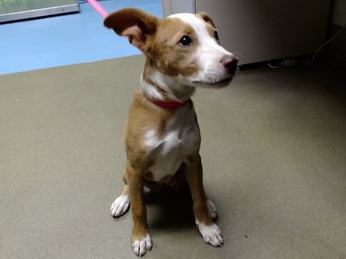 A554185 - Pit Bull Terrier available for adoption